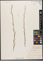 Foto von Salix wilhelmsiana M. Bieb.